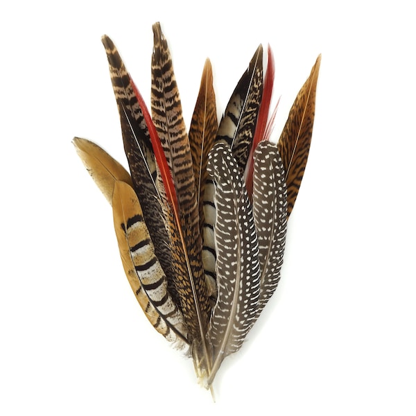 Feathers, Pheasant Feathers, Guinea Feathers, 6-12" Assortment of Natural Feathers - 12 Piece Festival Mix BPH-Festival--N ZUCKER®