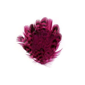 Pode incluir: Um grupo de penas magenta vibrantes com padrões salpicados em preto. As penas estão dispostas em forma de leque, mostrando suas texturas intrincadas e variações de cores em um fundo branco. Ideal para artesanato ou fins decorativos.