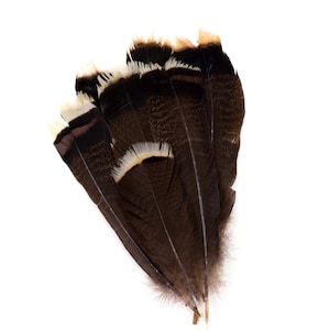 Plumas Turquía salvaje, natural Barred Turquía 10-16” punteros para la escritura Quills, Sombrerería, colectores ideales