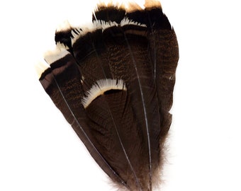 8-14" Natural Dark Bronze Wild Turkey Tail Feathers for Cultural Arts, Calligraphy, Millinery, Dream Catchers, Arts & Crafts, Costume Design