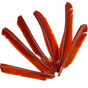 Rust Cut Turkey Pointers 8-12&quot; Dyed 6pcs, Turkey Pointer Quills for Costume, Carnival, Halloween, Cosplay and DIY Arts & Crafts ZUCKER®