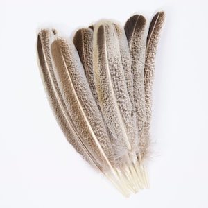 Plumas Turquía salvaje, natural Barred Turquía 10-16” punteros para la escritura Quills, Sombrerería, colectores ideales