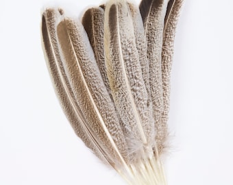 Plumas Turquía salvaje, natural Barred Turquía 10-16” punteros para la escritura Quills, Sombrerería, colectores ideales
