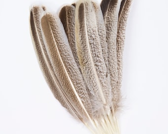 Turkey Feathers 