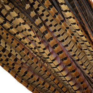 May include: Close-up of a collection of pheasant feathers. The feathers are brown, black, and white with a patterned design.