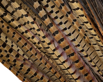 Plumas de cola de faisán de collar - 16-18" marrón natural, suministros para manualidades, 10 piezas