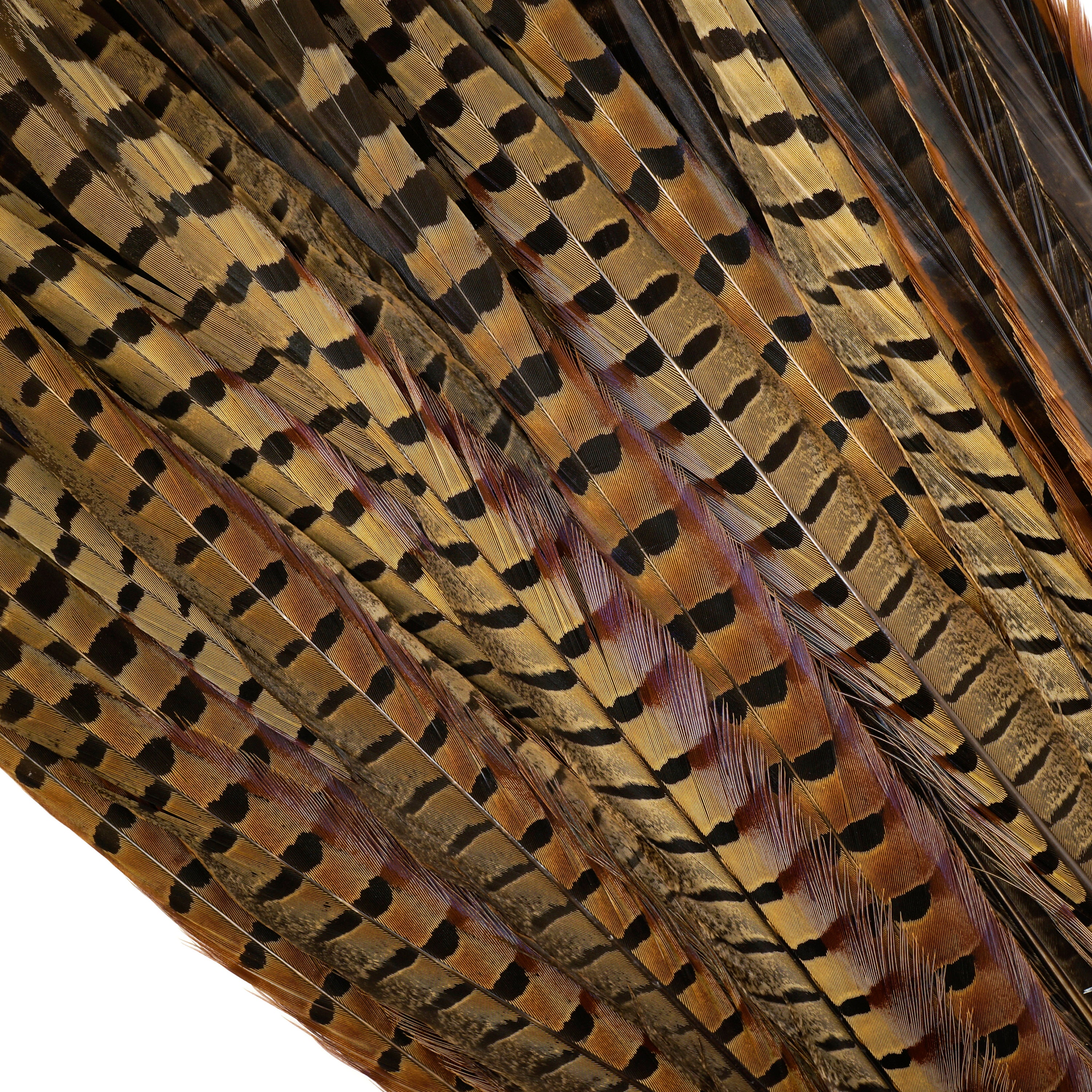 Pheasant Feathers Long Male Tail Feathers 1618 10 to 100 pcs