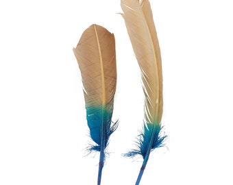 Turquoise & Tan Two Tone Ombre Dipped Turkey Round Feathers  For Cultural Arts and Crafts, Carnival and Costume Design ZUCKER®