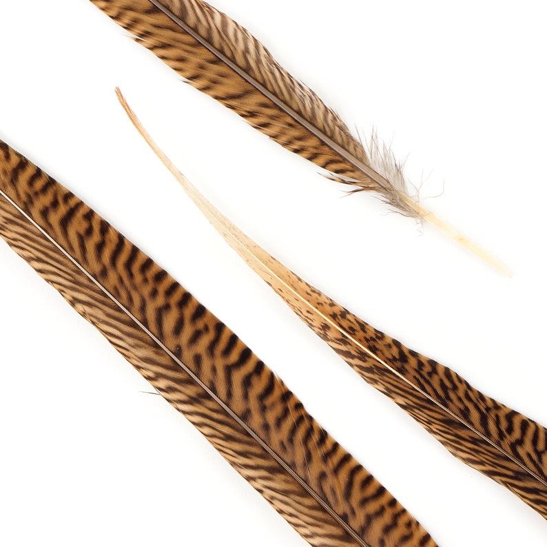 Venta Al Por Mayor De Plumas De Faisán Natural Con Cuello De Anillo Para Manualidad, Plumas De 10-75cm, Accorios De Decoración Para Fitas, Bodas Y Carnaval - AliExprs 15