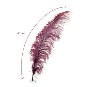 Ostrich Feathers, Burgundy Ostrich Feather Spads 18-24&quot;, Centerpiece Floral Supplies, Carnival & Costume Feathers ZUCKER®