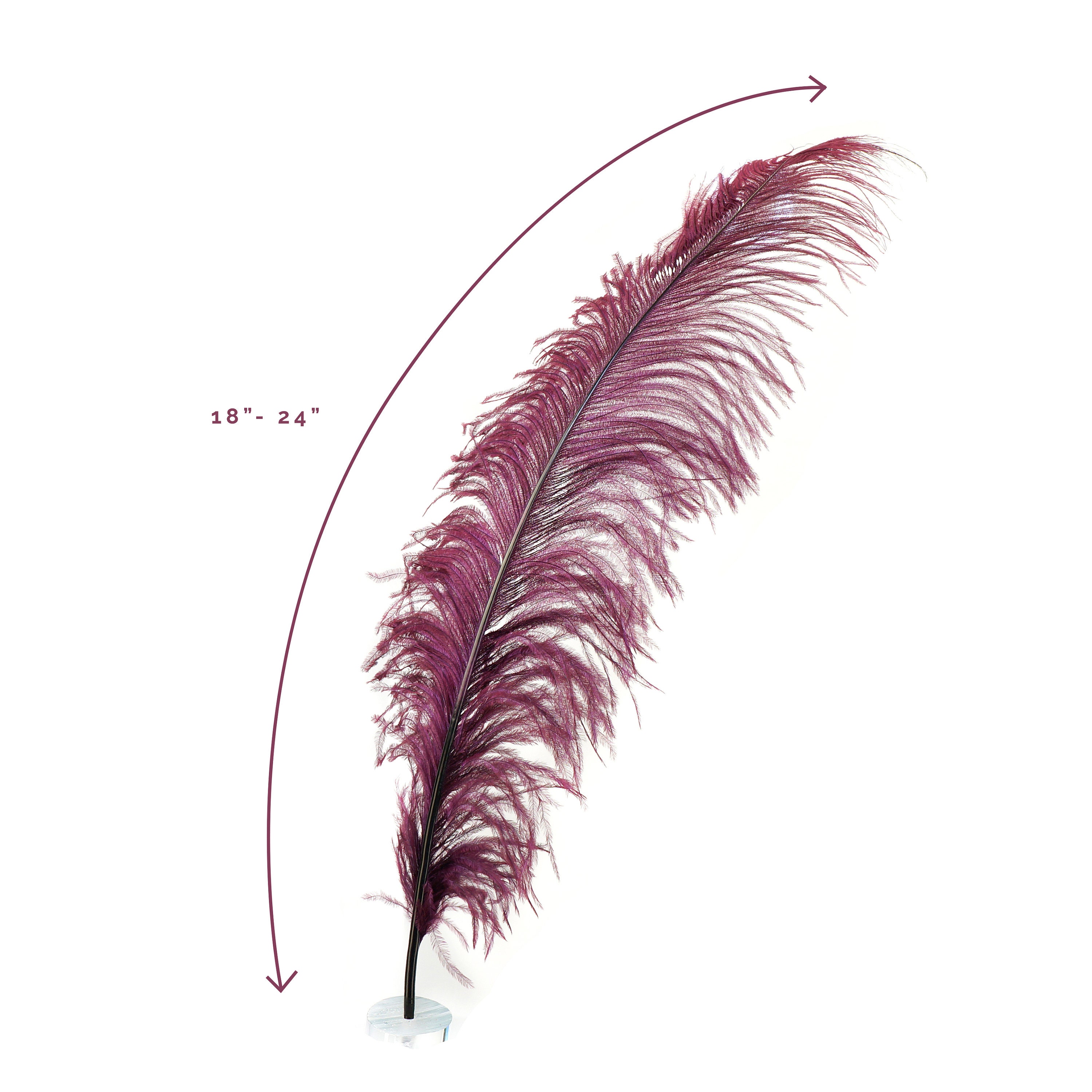 Ostrich Feathers, Burgundy Ostrich Feather Spads 1824, Centerpiece