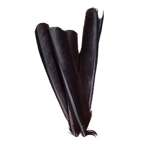 Brown Cut Turkey Pointers 8-12&quot; Dyed 6pcs, Cut Turkey Pointer Quills for Costume, Carnival, Halloween, Cosplay and DIY Arts & Crafts ZUCKER®