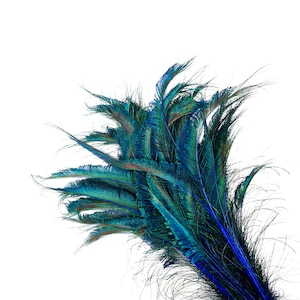 Peacock Sword Stem Dyed Feathers, 10 to 100 pieces 15-25" - ROYAL Blue, Floral Decor, Millinery, Jewelry Design ZUCKER® Sanitized in USA
