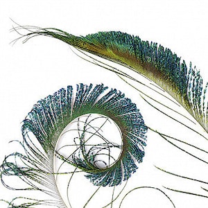 Peacock Sword, 25 Pieces 25-30", Natural Peacock Sword Feathers  ZUCKER®
