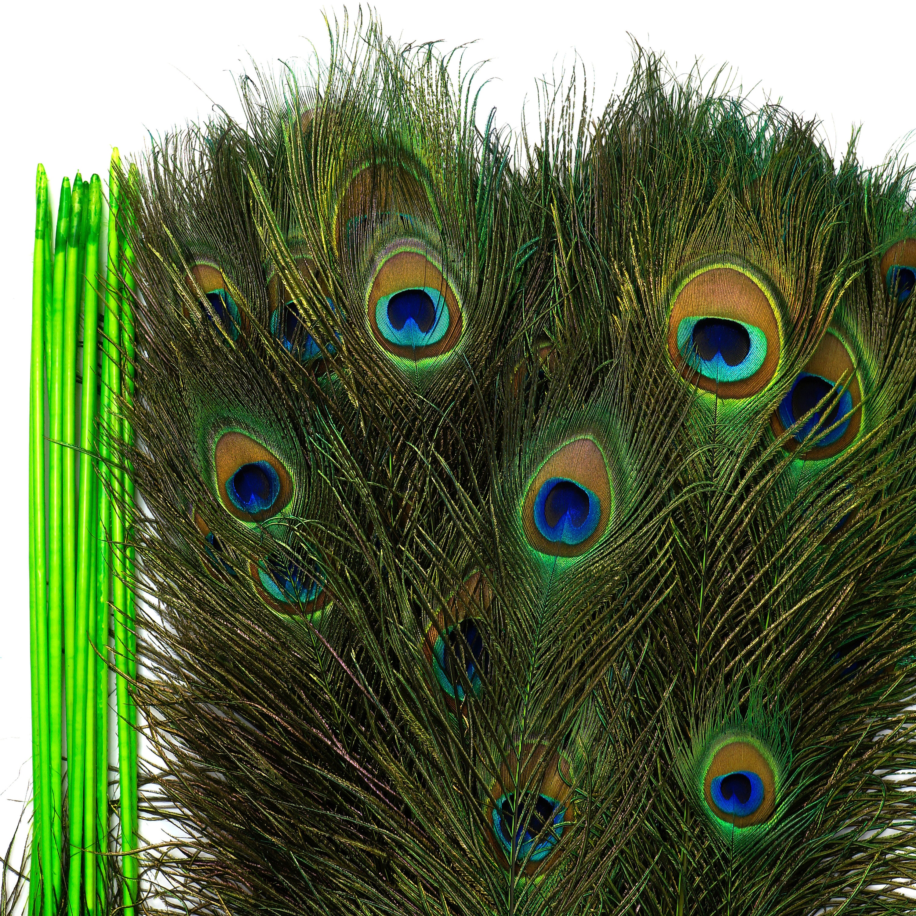 Dyed Peacock Feathers 815 inches long StemDyed Over Natural Peacock 5