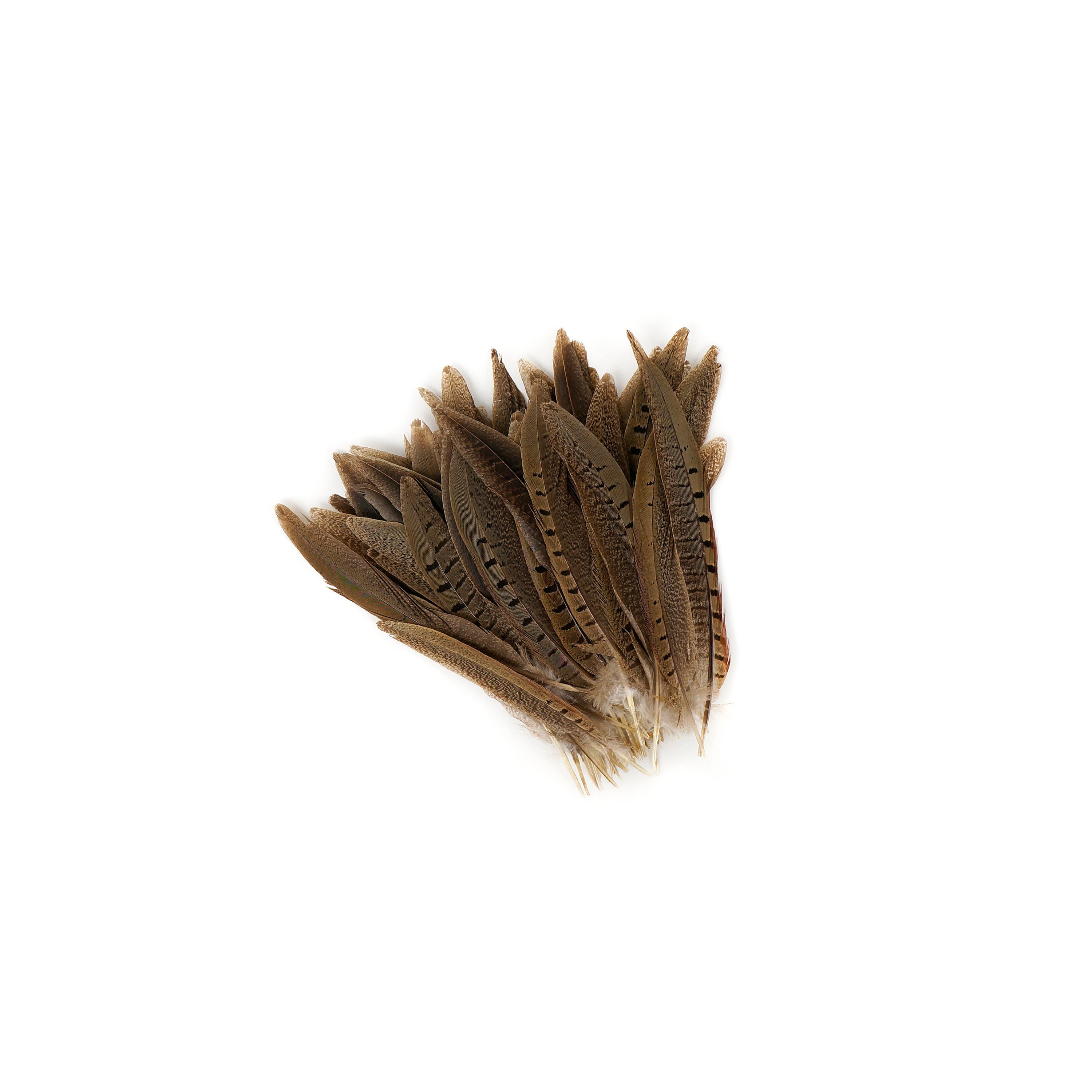 Pheasant Feathers, Natural Almond Pheasant Plumage, Loose Short Natural  Feathers for DIY Jewelry, Crafting & Fly Tying ZUCKER® 