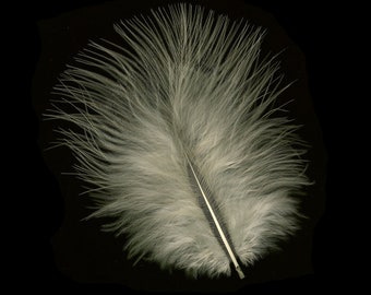 May include: A single white feather with a black and white stripe down the center. The feather is soft and fluffy and appears to be from a bird.