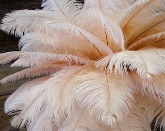 Ostrich Feathers 17-20" Champagne, 1 to 25 pcs, Ostrich Plumes, Carnival Samba, Ostrich Drab, Mardi Gras, Centerpieces, Pink, ZUCKER®