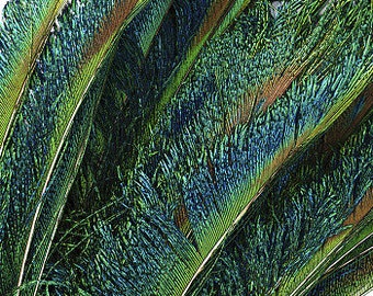 Peacock Feathers