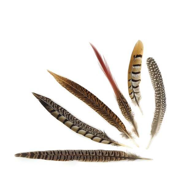 Feathers, Pheasant Feathers, Guinea Feathers, 6-12 Assortment of
