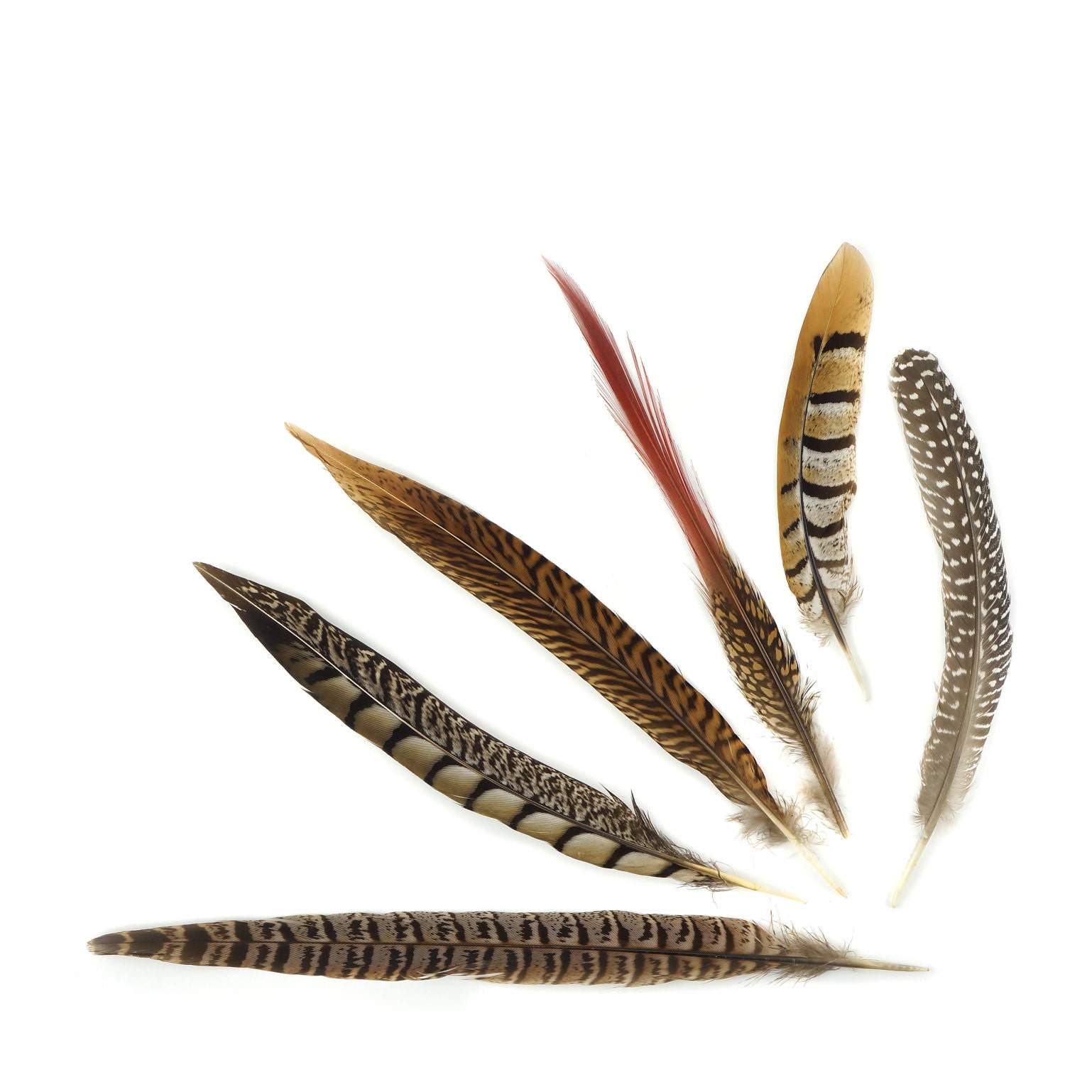 Pheasant Feathers, Natural Almond Pheasant Plumage, Loose Short Natural  Feathers for DIY Jewelry, Crafting & Fly Tying ZUCKER® 