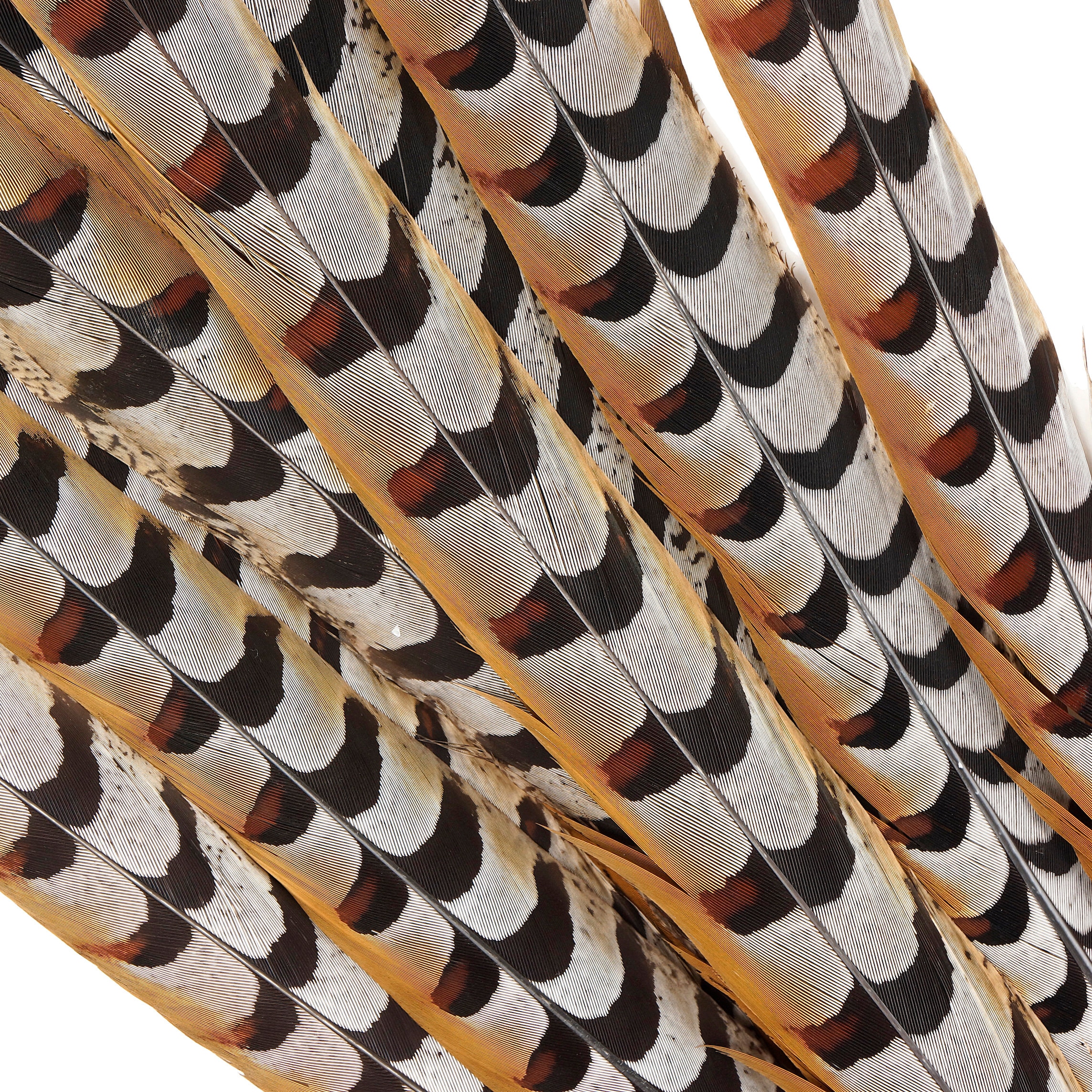 10 Pieces - 6-8 Natural Reeves Venery Pheasant Tail Feathers