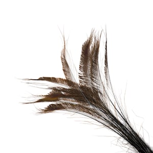 Bleach Dyed Peacock Sword Feathers 10 to 100 Pieces 15-25" BROWN - Floral Decor, Millinery, Jewelry Design ZUCKER® Dyed & Sanitized in USA