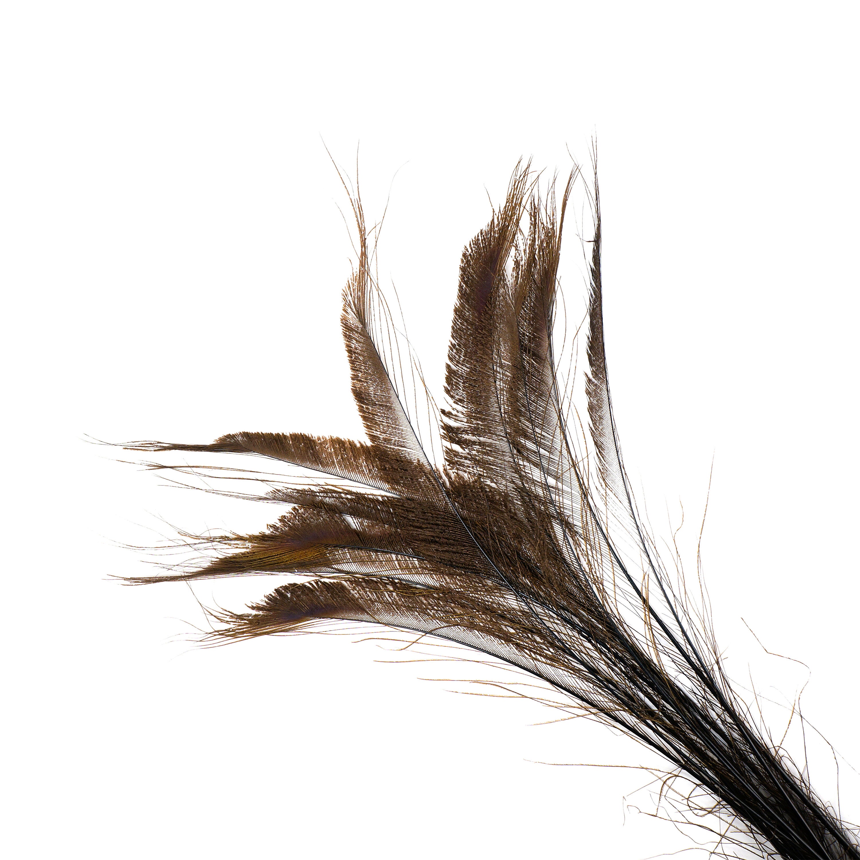 Bleach Dyed Peacock Sword Feathers 10 to 100 Pieces 1525 BROWN Floral Decor, Millinery