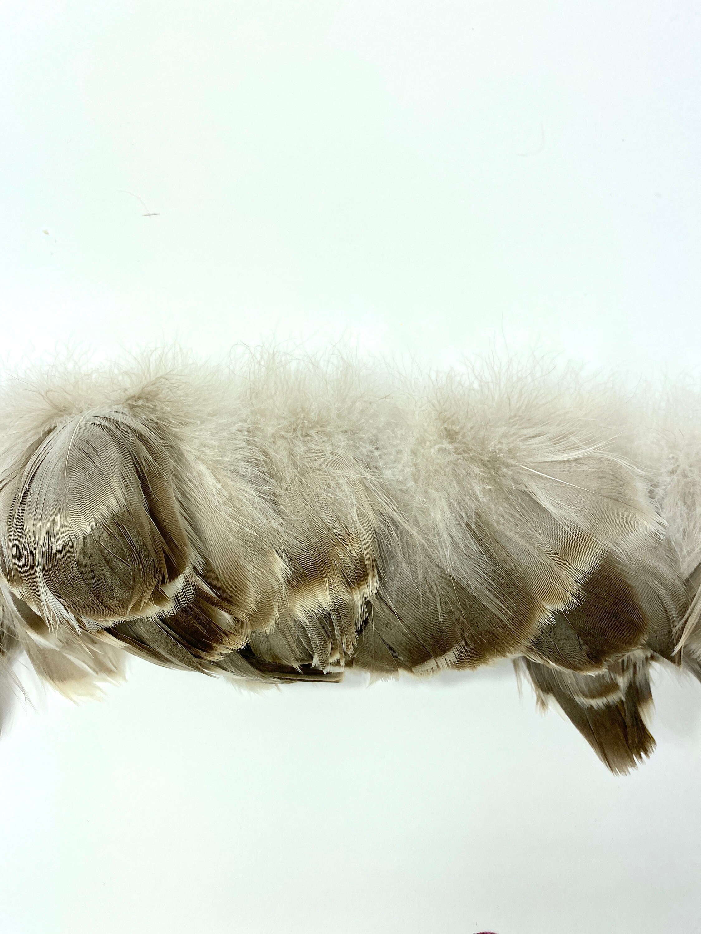 Goose Coquille Natural Grey Feathers 45 Strung Goose Feathers Bulk 0