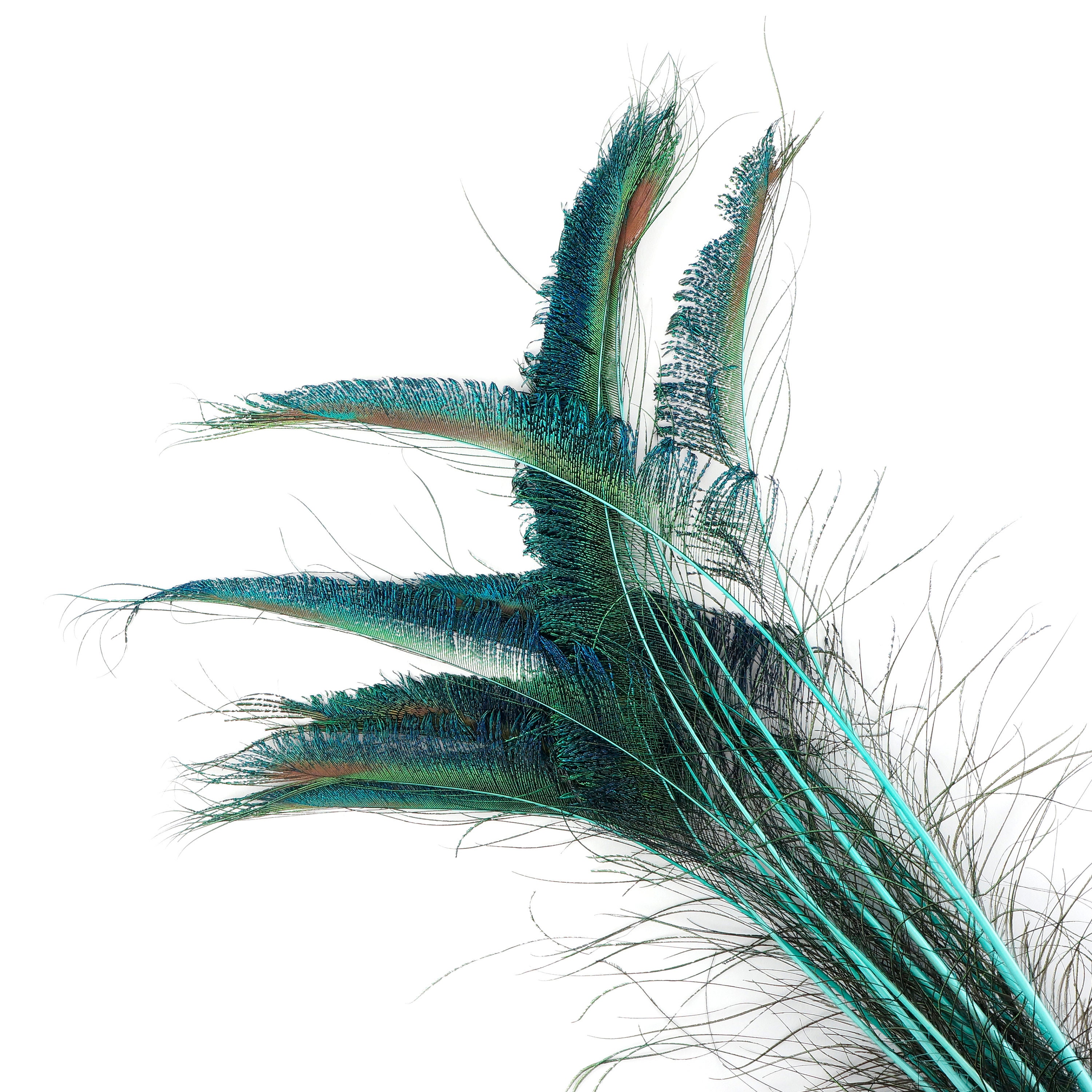 Peacock Sword Stem Dyed Feathers, 10 to 100 pieces 1525 Light