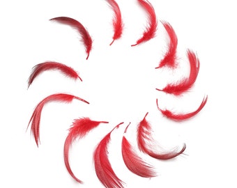 Duck Plumage Mallard Feathers - Red