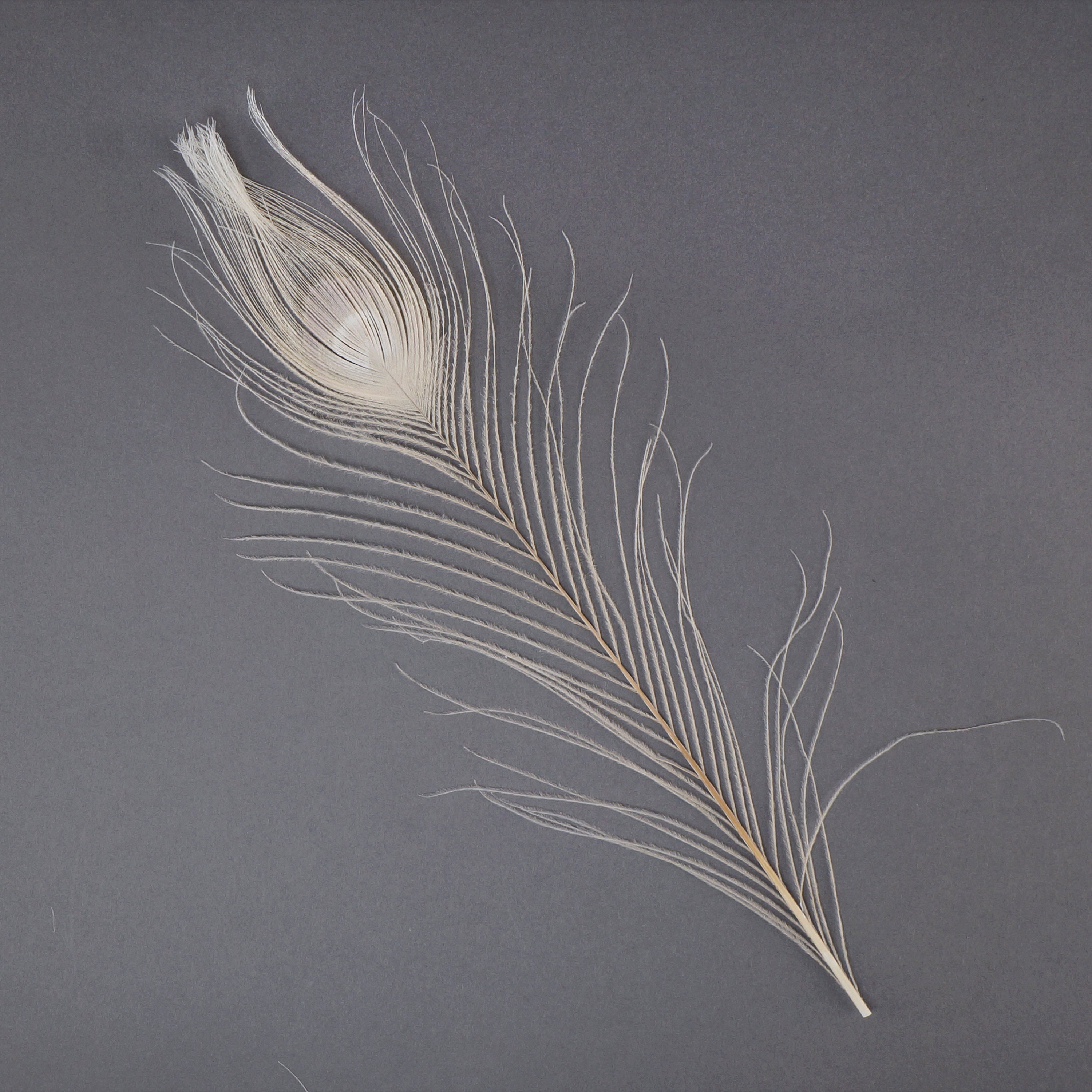 Peacock Feathers, 5 to 100 Pieces, IVORY Cream Bleached Dyed Tails