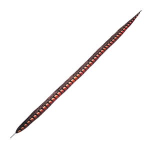 May include: A long, slender feather with a dark brown and red pattern. The feather has a central dark brown stripe with alternating red and brown segments along its length. The tip is pointed and the base is thin.
