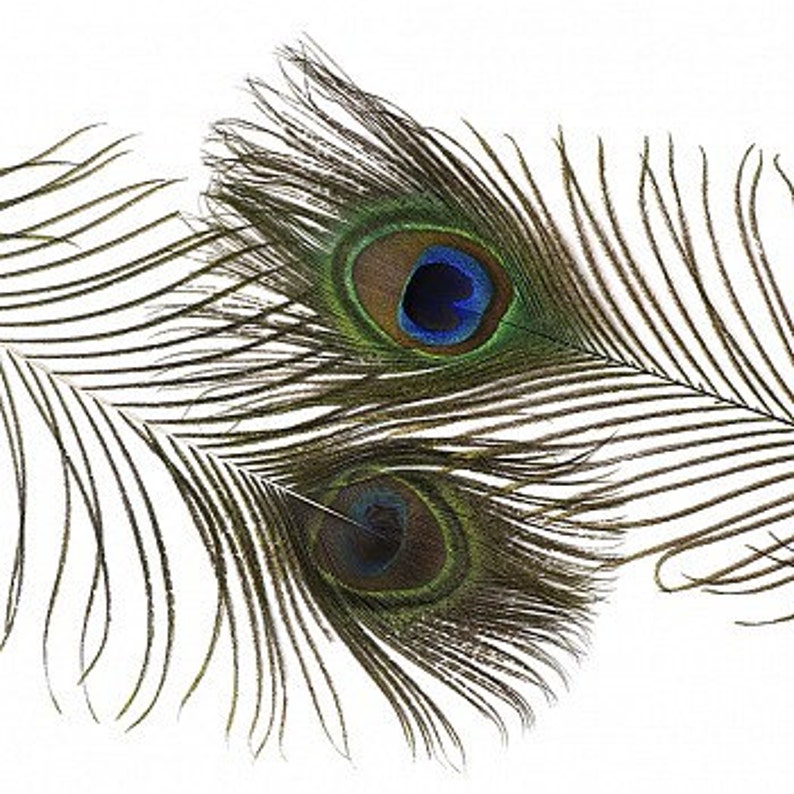 25pc/pkg 25-35 Natural Peacock Feathers Peacock Tail Feathers with Large Iridescent s ZUCKER® image 3