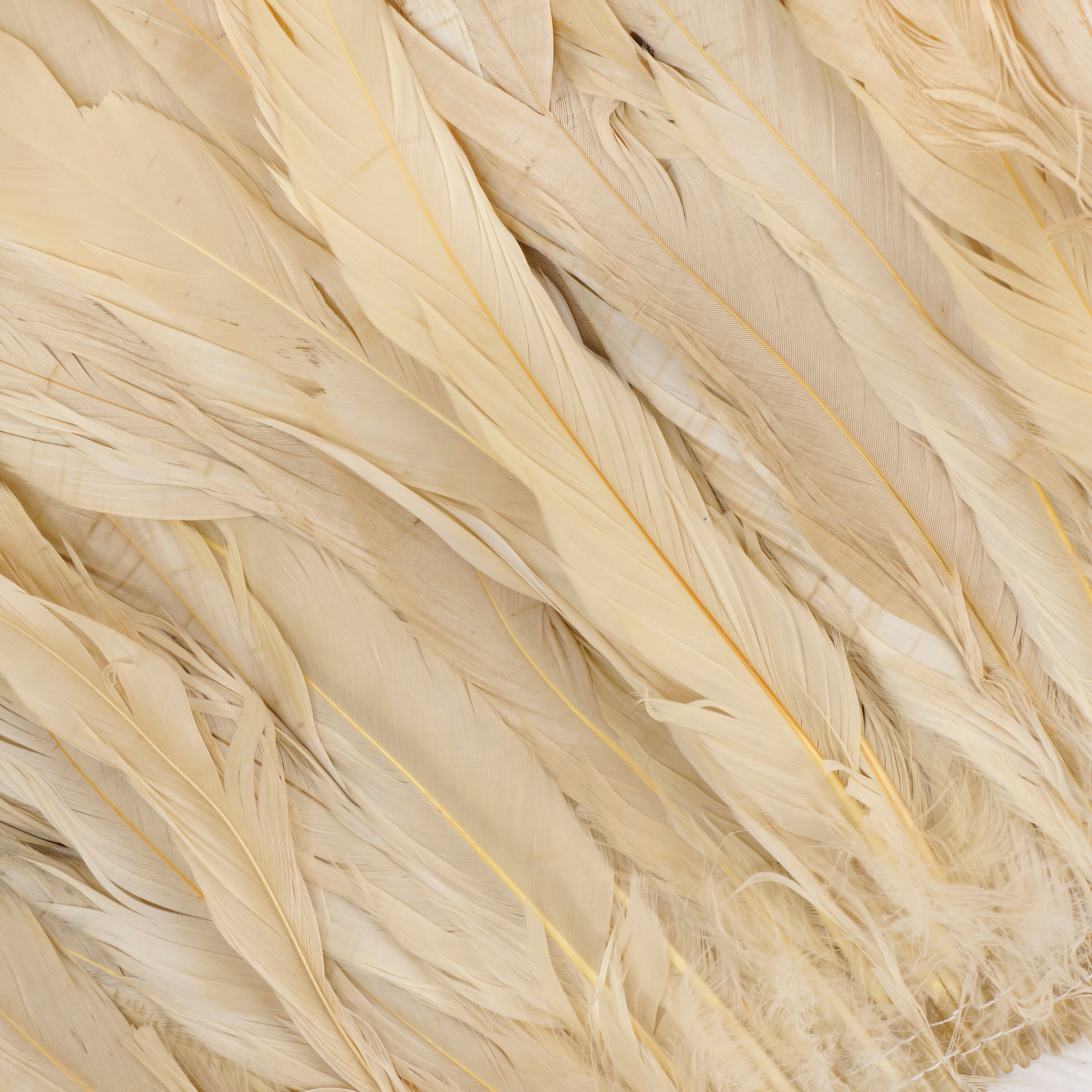 Rooster Tail Feathers, BEIGE 8-10
