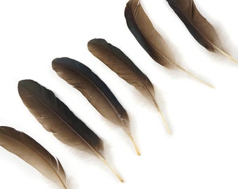 NATURAL 6-9" Goose Favion Feathers 6 Pieces For DIY Arts, Crafts, Dream Catchers, Millinery, Carnival, Costume & Cosplay Design ZUCKER®