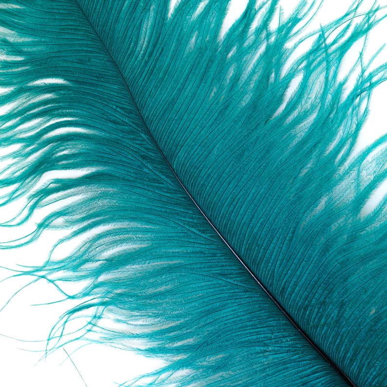 Ostrich Feathers 13-16 TEAL For Feather Centerpieces, Party Decor, Millinery, Carnival, Fashion & Costume ZUCKER® image 5