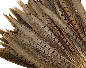 Pheasant Feathers - Small Male Tail Feathers 8-10"  - Natural Color Ringneck Pheasant Tail Feathers  ZUCKER®