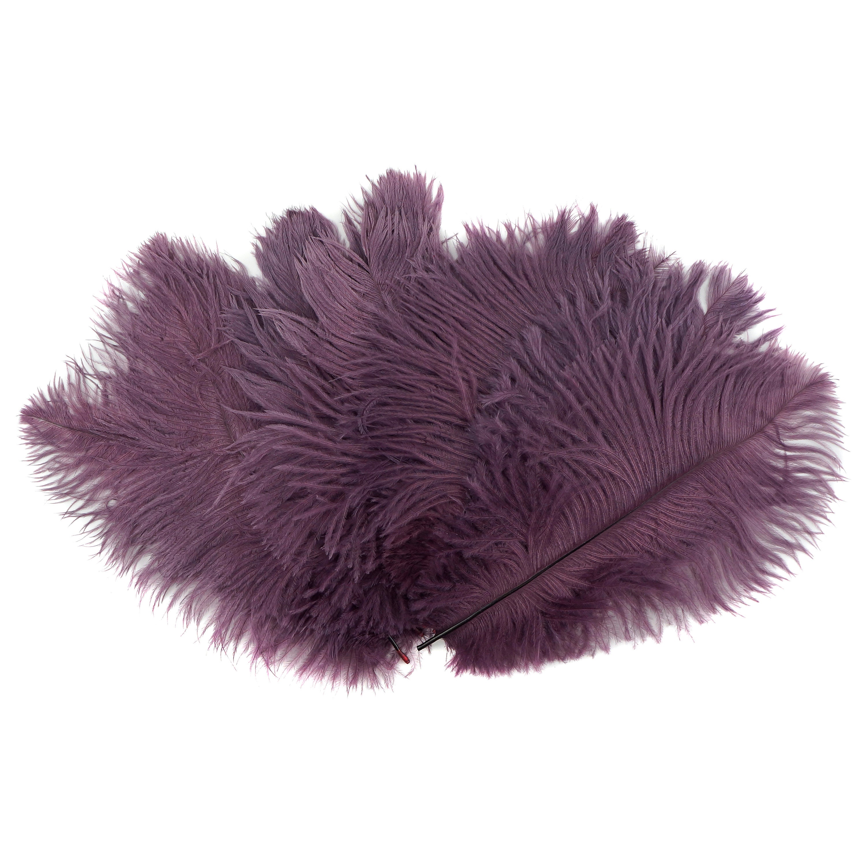 Buy Bulk Ostrich Feathers 4-8 AMETHYST Purple, Mini Ostrich Drabs,  Bouquets, Boutonnieres, Small Centerpieces ZUCKER® Dyed and Sanitized USA  Online in India 