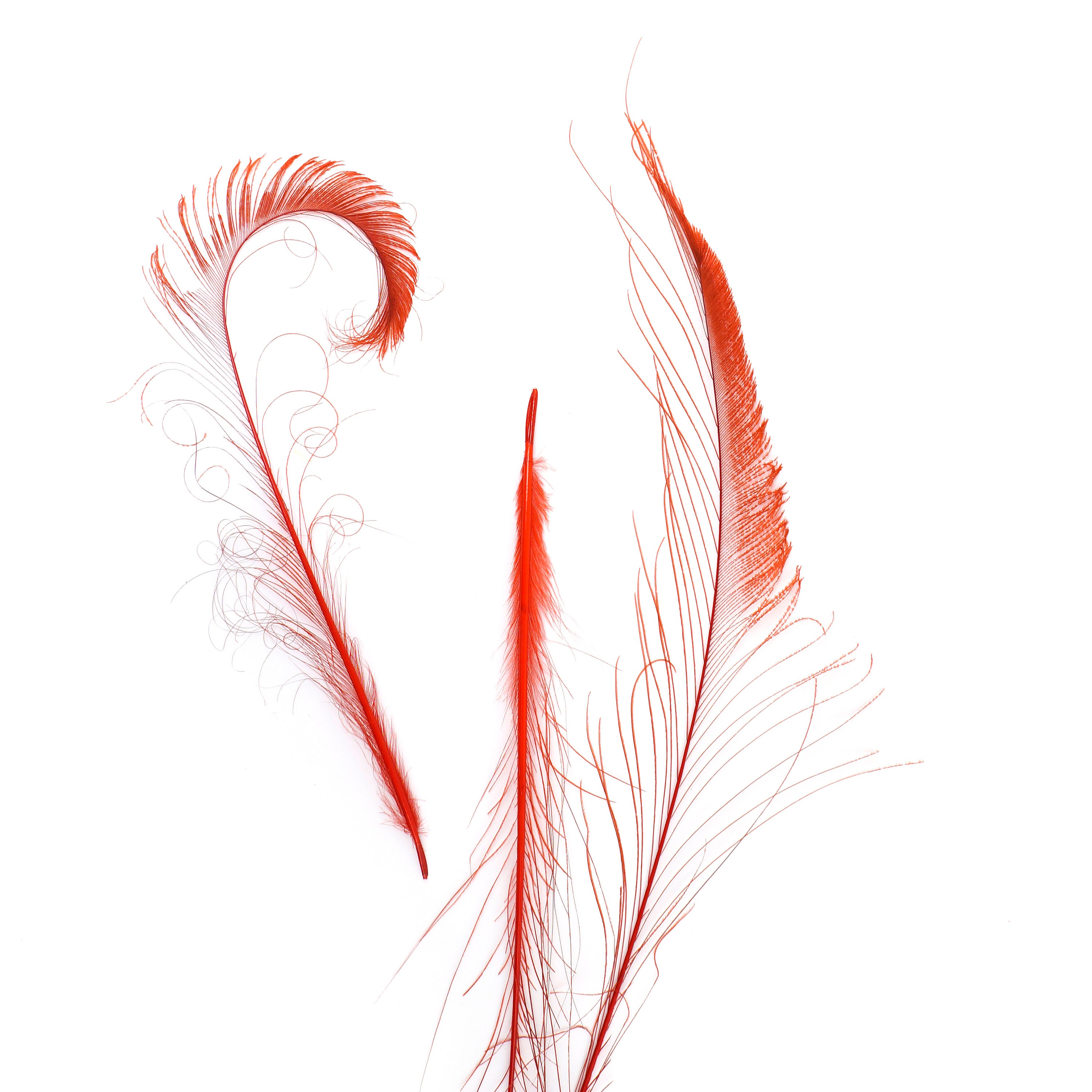 Bleach Dyed Peacock Sword Feathers 10 to 100 Pieces Etsy