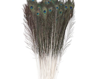 BULK 25-35" Natural Peacock Feathers 100pc/pkg - NATURAL Peacock Tail Feathers ZUCKER®