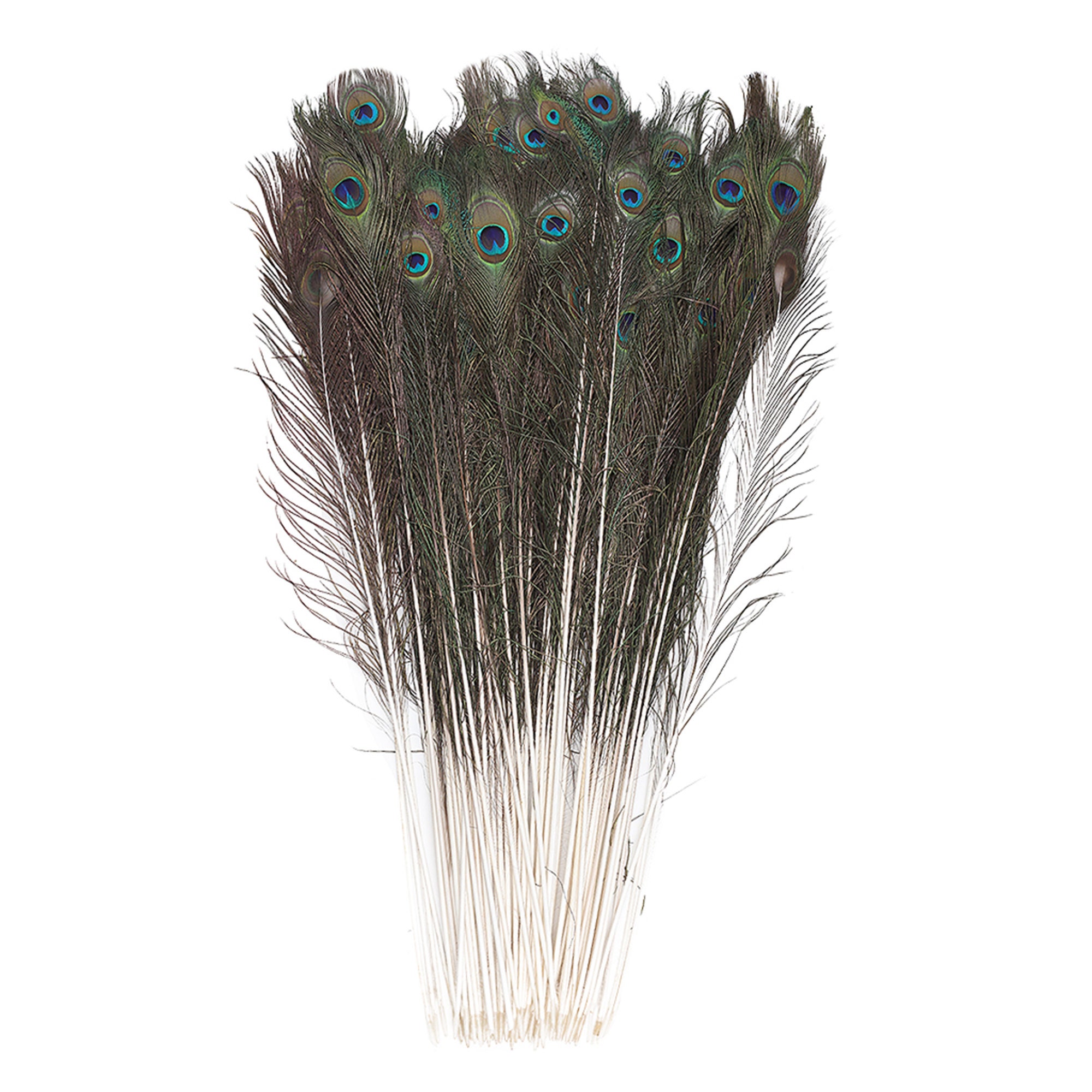 BULK 2535 Natural Peacock Feathers 100pc/pkg NATURAL Peacock Tail