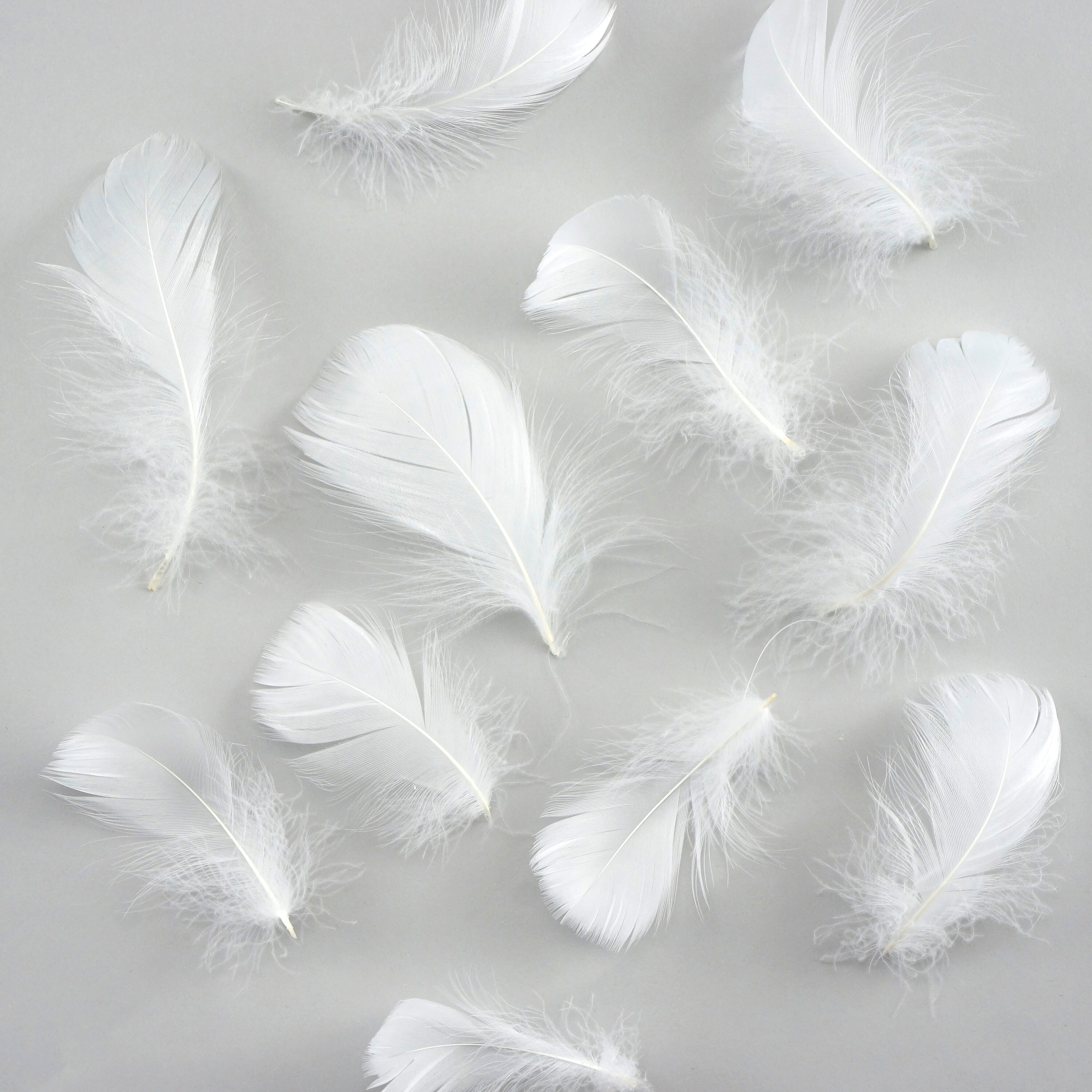 Goose Coquille Feathers, 35 White Loose Goose Feathers, Small Feathers