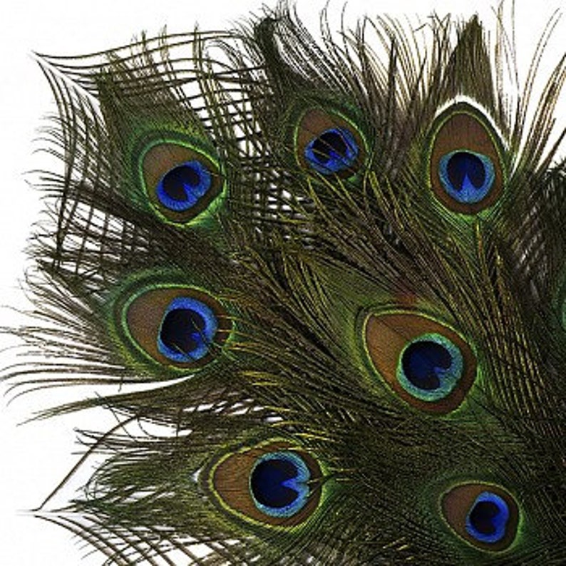 25pc/pkg 25-35 Natural Peacock Feathers Peacock Tail Feathers with Large Iridescent s ZUCKER® image 2