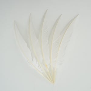 May include: Five white feathers arranged in a fan shape against a white background. The feathers have a soft, delicate appearance with a creamy, off-white hue at the base. The image is well-lit, highlighting the texture and details of the feathers.