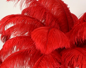 May include: A bunch of bright red ostrich feathers. The feathers are soft and fluffy, and they would be perfect for a craft project or a costume.