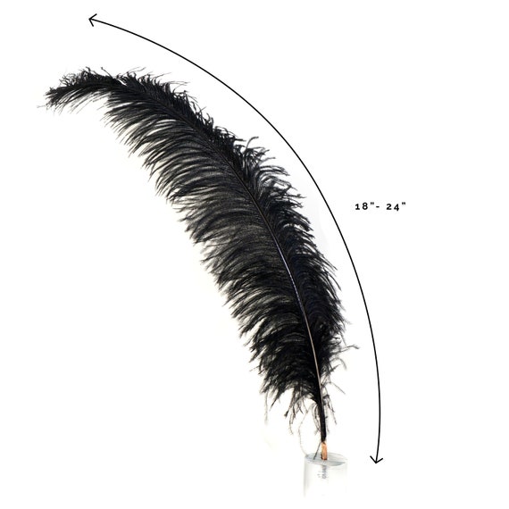 Plumas de avestruz, plumas negras de avestruz Spads & quot , 18-24