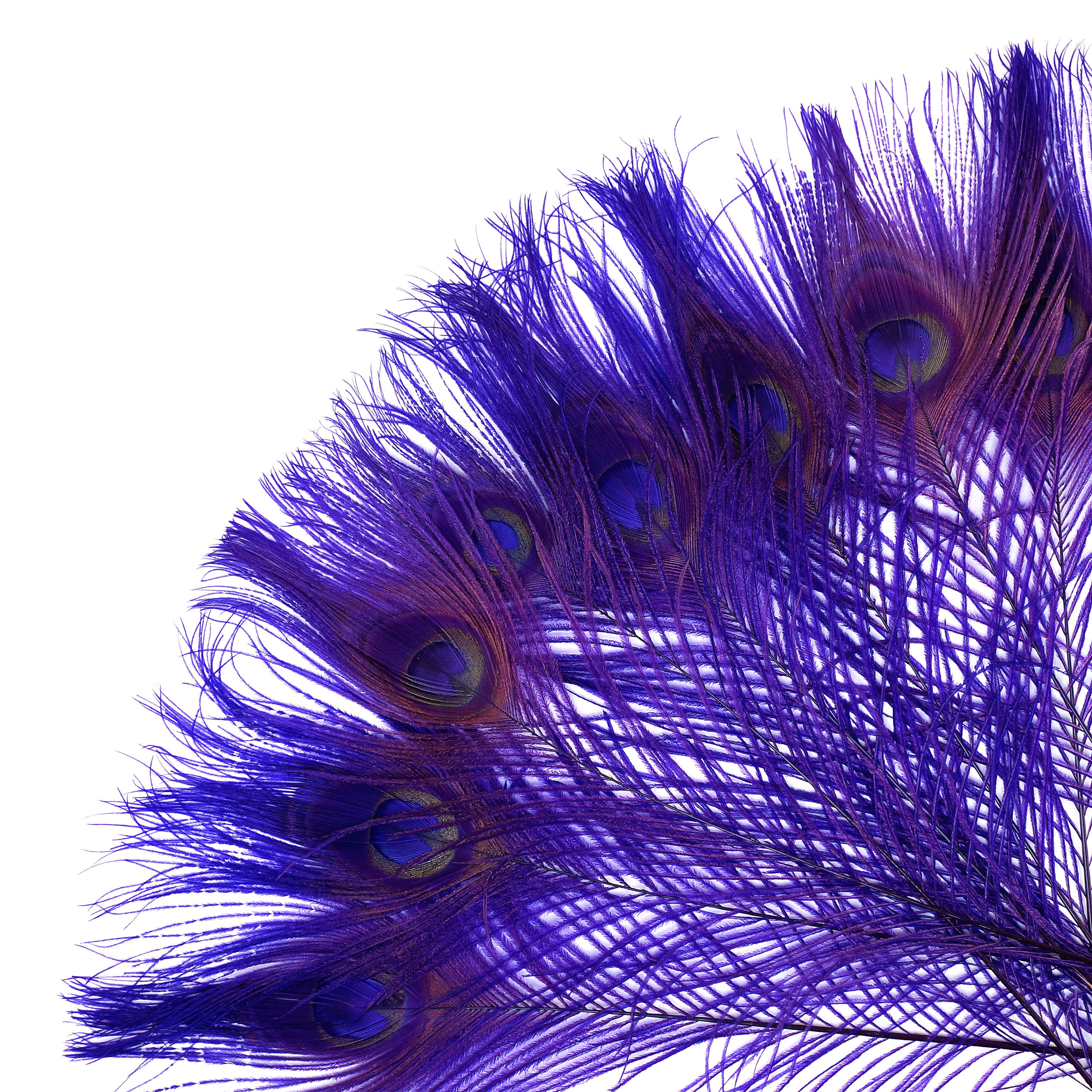 Peacock Feathers, 5 to 100 Pieces, REGAL Purple Bleached Dyed Tails