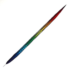 May include: A single, long feather with a vibrant gradient of colors. The feather transitions from deep blue at the base to red at the tip, with bands of green, yellow, and orange in between. The feather's structure is visible, with a central shaft and detailed barbs.