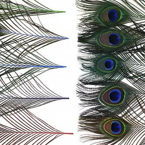 Mix Dyed JEWEL Toned Peacock Feathers 8-15 inches long Dyed Over Natural Peacock 100 Feathers Bulk ZUCKER®